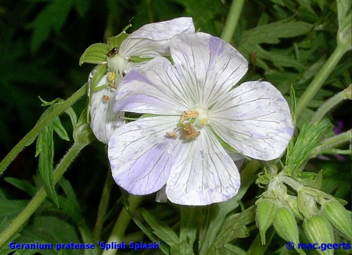 Geranium pratense 'Splish Splash'